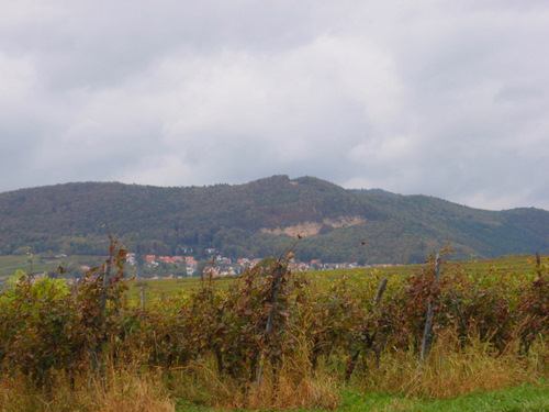 Grape vines in the foreground, Black Forest in the background.